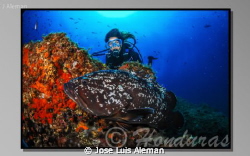 Epinephelus marginatus by Jose Luis Aleman 